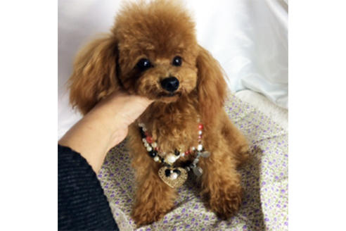 販売中のミックス犬の親犬